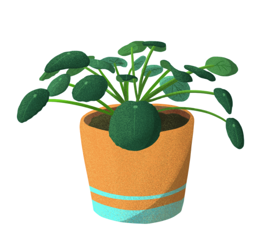 La plante à pièces