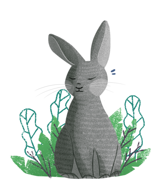 Lapin gris